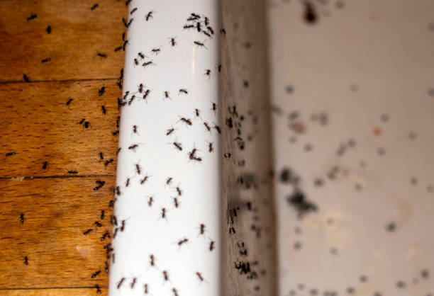 Best Pest Prevention Services  in Montrose, VA