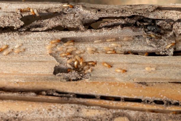 Montrose, VA Pest Control Company