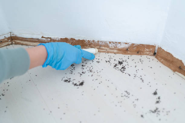 Best Insect Control  in Montrose, VA